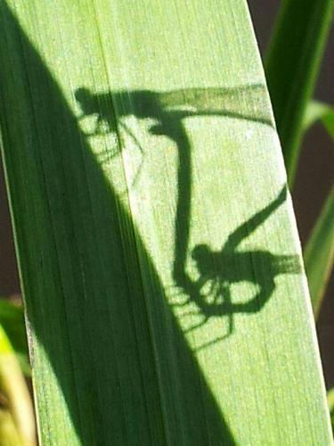 pose in front of the mirror (from the camera)